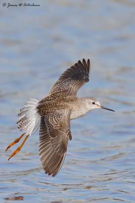 Lesser Yellowlegs