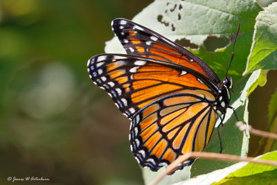 Viceroy
