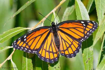 Viceroy
