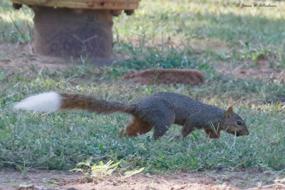 Eastern Fox Squirrel