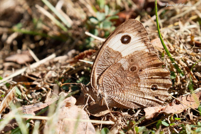 Common Wood-Nymph