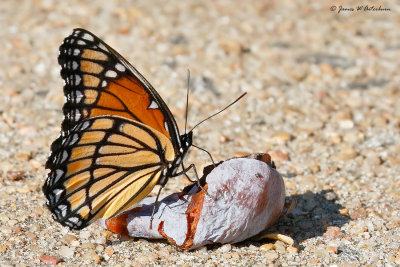 Viceroy