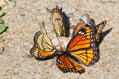 Viceroy