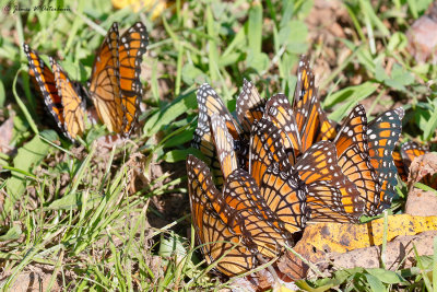Viceroy