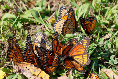 Viceroy
