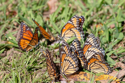 Viceroy