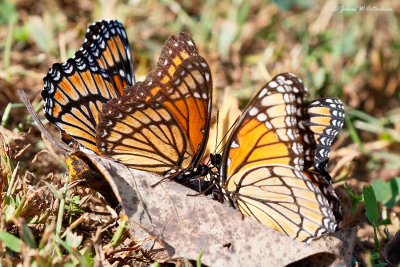 Viceroy