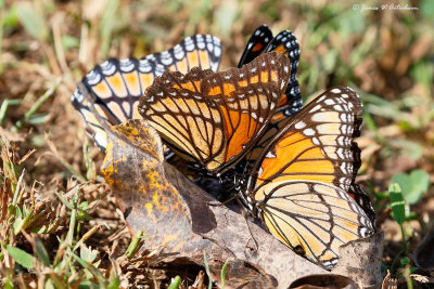 Viceroy
