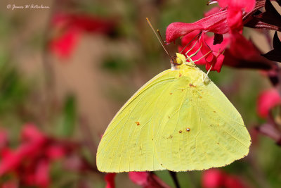 Cloudless Sulphur