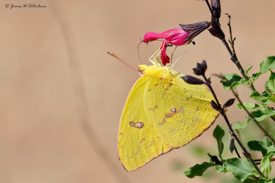Cloudless Sulphur