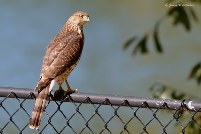 Cooper's Hawk