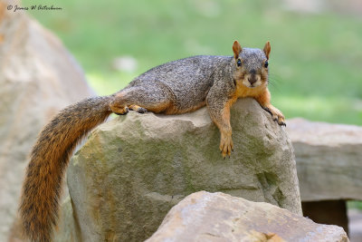 Eastern Fox Squirrel
