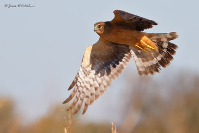 Northern Harrier