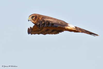 Northern Harrier