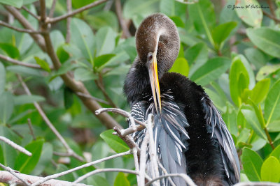 Anhinga