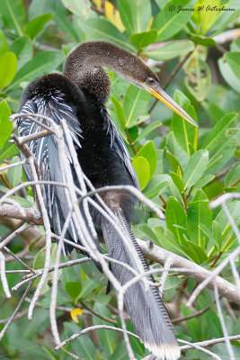 Anhinga