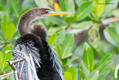 Anhinga