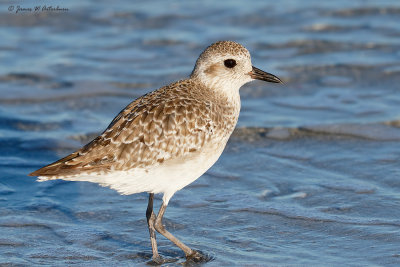 Black-bellied Plover