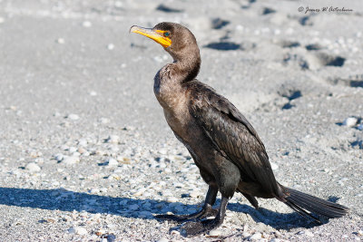 Double-crested Cormorant