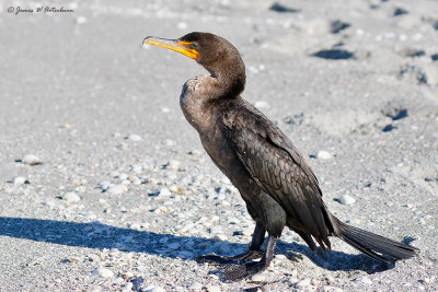 Double-crested Cormorant