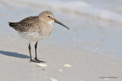 Dunlin