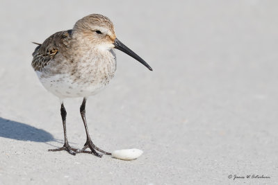 Dunlin