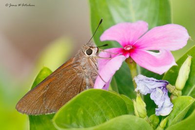 Monk Skipper
