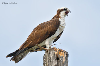 Osprey