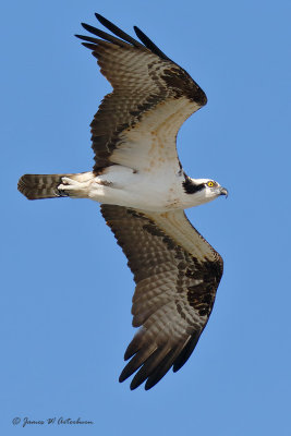 Osprey