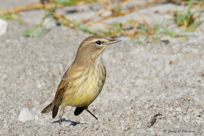 Palm Warbler