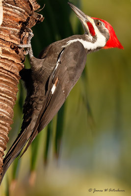 Pileated Woodpecker