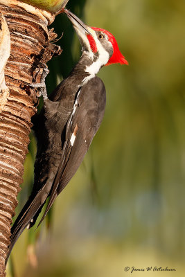 Pileated Woodpecker