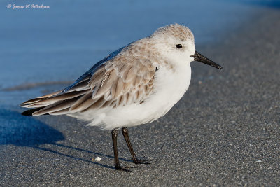 Sanderling