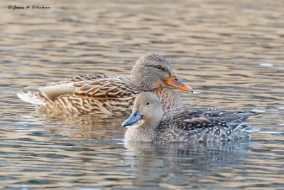 Northern Pintail x Green-winged Teal Hybrid