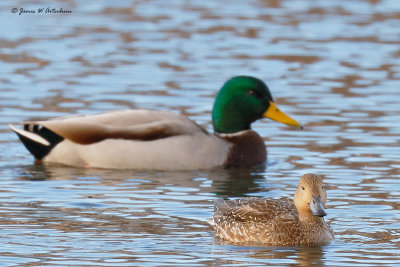 Northern Pintail x Green-winged Teal Hybrid