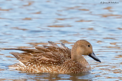 Northern Pintail x Green-winged Teal Hybrid