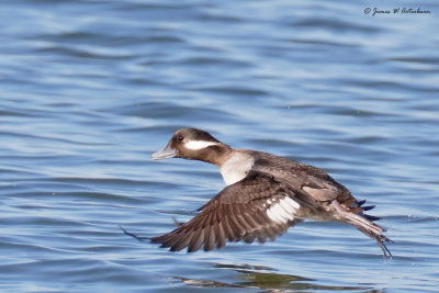 Bufflehead