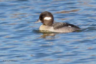 Bufflehead