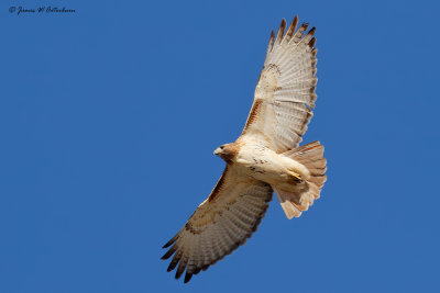 Red-tailed Hawk