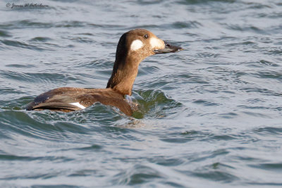 White-winged Scoter