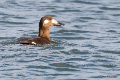 White-winged Scoter