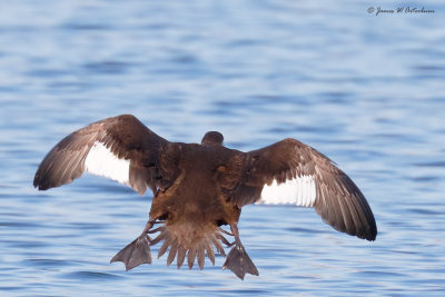 White-winged Scoter
