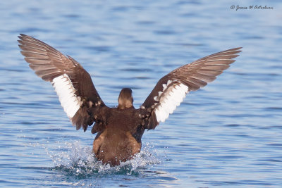 White-winged Scoter