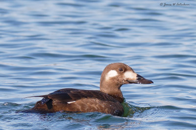 White-winged Scoter