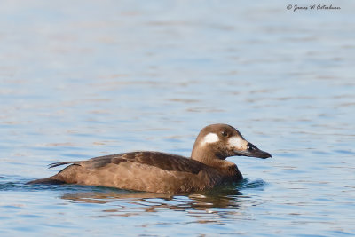 White-winged Scoter
