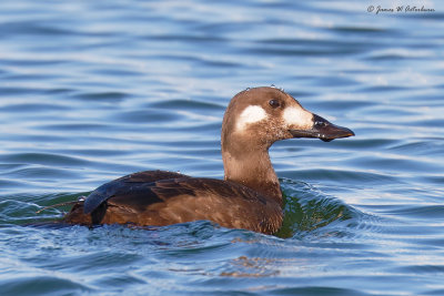White-winged Scoter