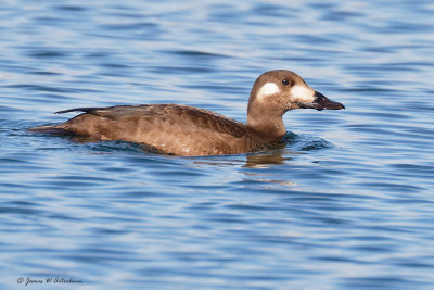 White-winged Scoter