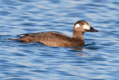 White-winged Scoter