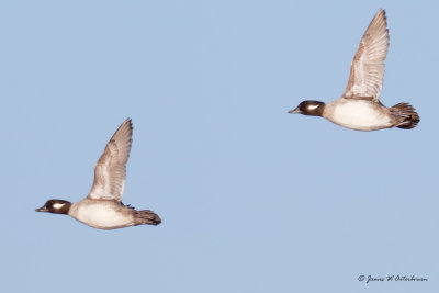 Bufflehead