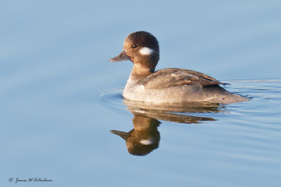 Bufflehead